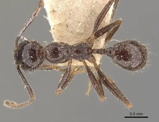 Pheidole obtusospinosa specimen CASENT0908155 image casent0908155_1