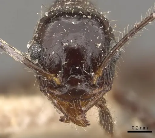 Pheidole obtusospinosa specimen CASENT0908155 image casent0908155_2