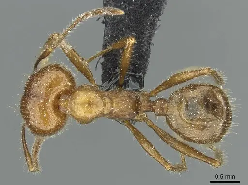 Pheidole obtusospinosa specimen CASENT0913338 image casent0913338_1