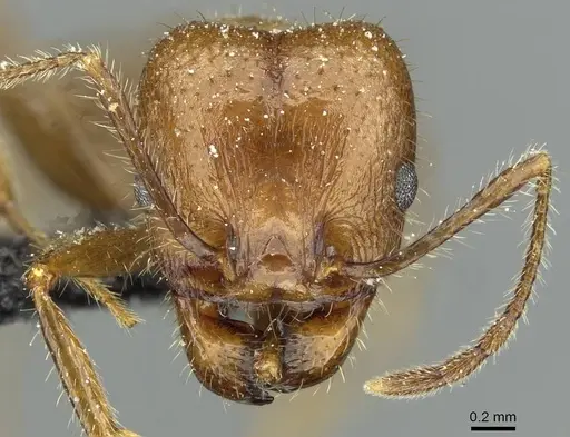 Pheidole obtusospinosa specimen CASENT0913338 image casent0913338_2
