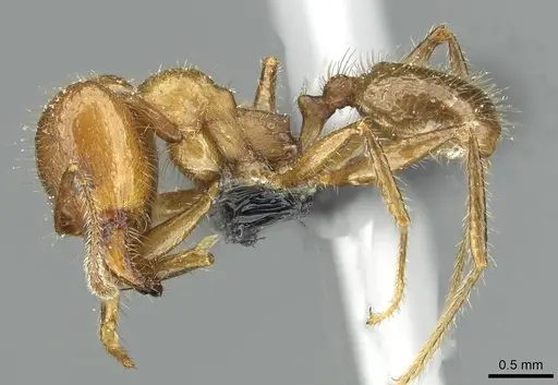 Pheidole obtusospinosa specimen CASENT0913338 image casent0913338_3