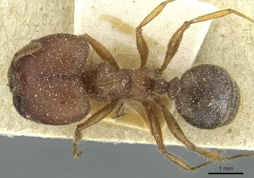 Pheidole obtusospinosa specimen CASENT0913377 image casent0913377_1