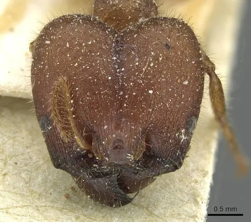 Pheidole obtusospinosa specimen CASENT0913377 image casent0913377_2