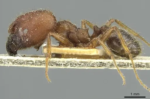 Pheidole obtusospinosa specimen CASENT0913377 image casent0913377_3
