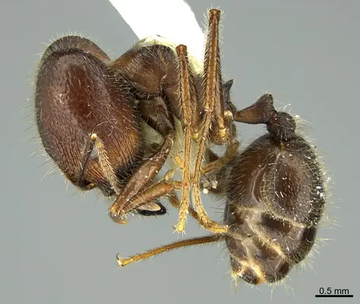 Pheidole obtusospinosa specimen CASENT0923592 image casent0923592_1