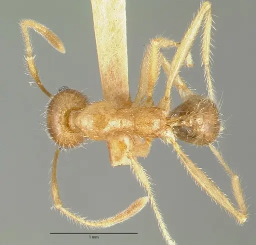 Pheidole obtusospinosa specimen CASTYPE00647 image castype00647_1