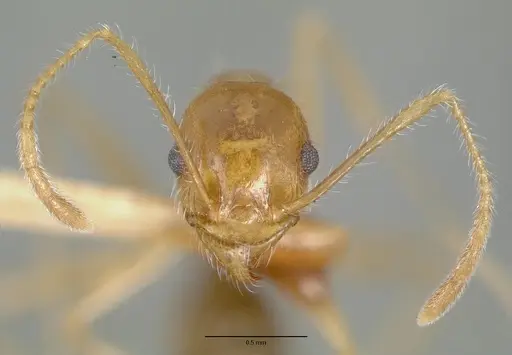 Pheidole obtusospinosa specimen CASTYPE00647 image castype00647_2