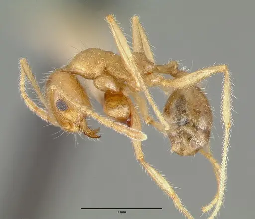 Pheidole obtusospinosa specimen CASTYPE00647 image castype00647_3