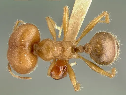 Pheidole obtusospinosa specimen CASTYPE00649 image castype00649_1