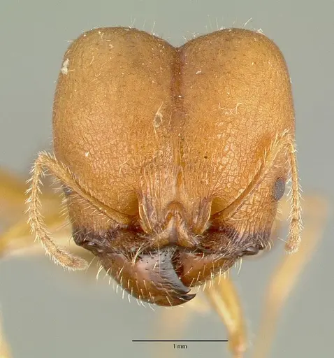 Pheidole obtusospinosa specimen CASTYPE00649 image castype00649_2