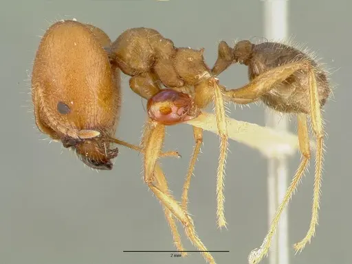 Pheidole obtusospinosa specimen CASTYPE00649 image castype00649_3