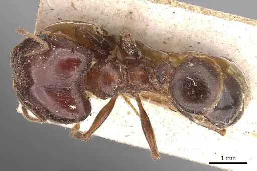 Pheidole occipitalis specimen CASENT0907825 image casent0907825_1
