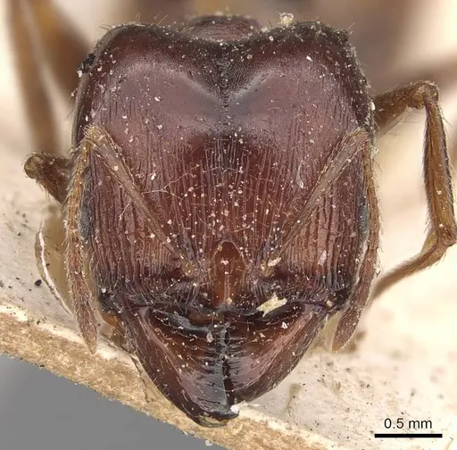 Pheidole occipitalis specimen CASENT0907825 image casent0907825_2