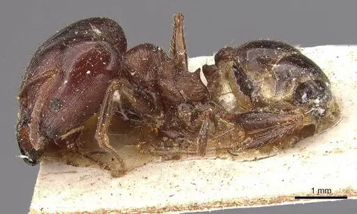 Pheidole occipitalis specimen CASENT0907825 image casent0907825_3