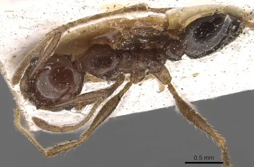 Pheidole occipitalis specimen CASENT0907826 image casent0907826_1