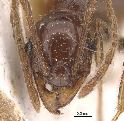 Pheidole occipitalis specimen CASENT0907826 image casent0907826_2
