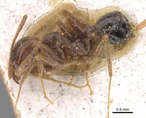 Pheidole occipitalis specimen CASENT0907826 image casent0907826_3