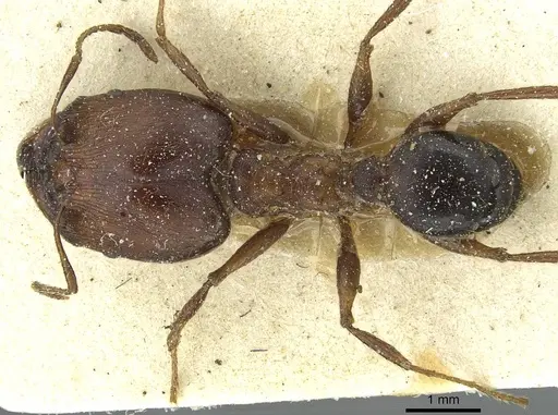 Pheidole occipitalis specimen CASENT0913378 image casent0913378_1