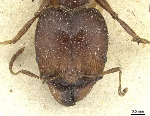 Pheidole occipitalis specimen CASENT0913378 image casent0913378_2