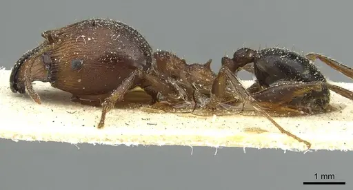 Pheidole occipitalis specimen CASENT0913378 image casent0913378_3