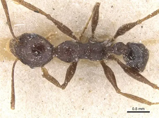 Pheidole occipitalis specimen CASENT0913379 image casent0913379_1