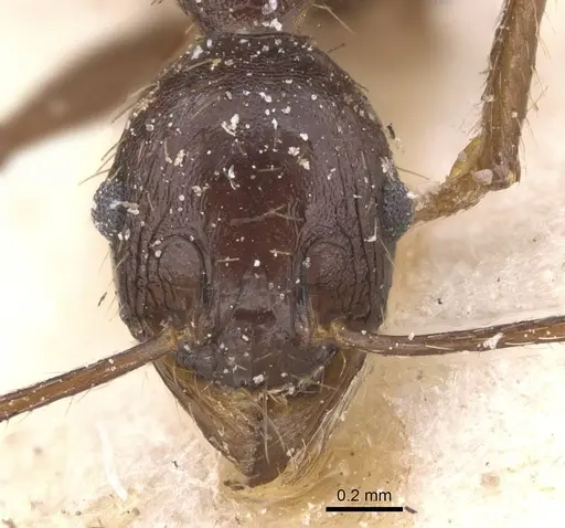 Pheidole occipitalis specimen CASENT0913379 image casent0913379_2