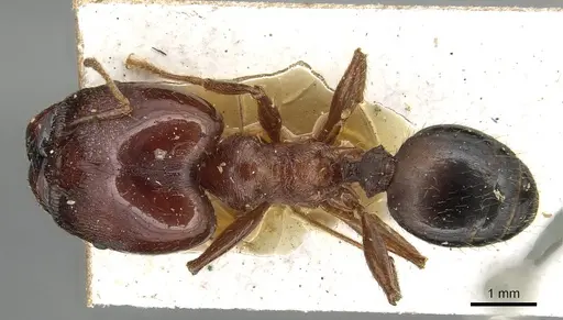 Pheidole occipitalis specimen CASENT0915444 image casent0915444_1