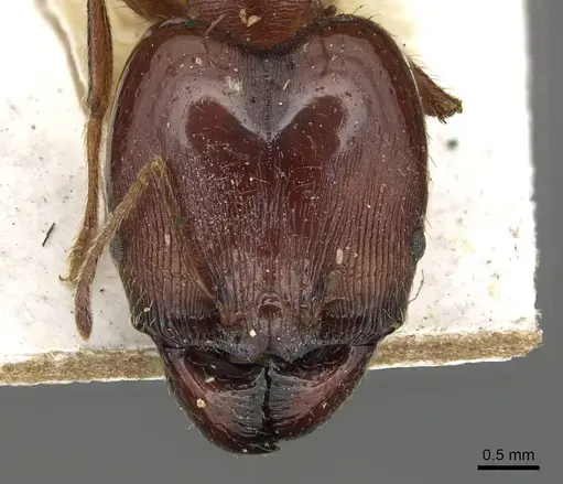 Pheidole occipitalis specimen CASENT0915444 image casent0915444_2