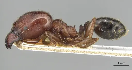 Pheidole occipitalis specimen CASENT0915444 image casent0915444_3