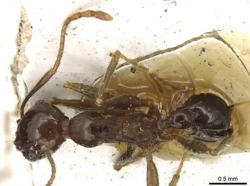 Pheidole occipitalis specimen CASENT0915445 image casent0915445_1