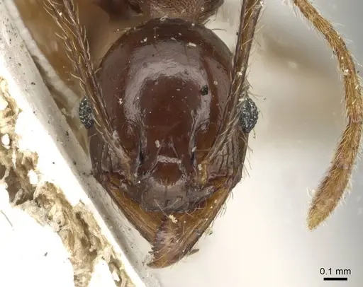 Pheidole occipitalis specimen CASENT0915445 image casent0915445_2