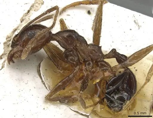 Pheidole occipitalis specimen CASENT0915445 image casent0915445_3