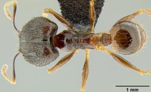 Pheidole oceanica specimen CASENT0171126 image casent0171126_1