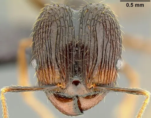 Pheidole oceanica specimen CASENT0171126 image casent0171126_2