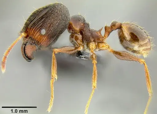 Pheidole oceanica specimen CASENT0171126 image casent0171126_3