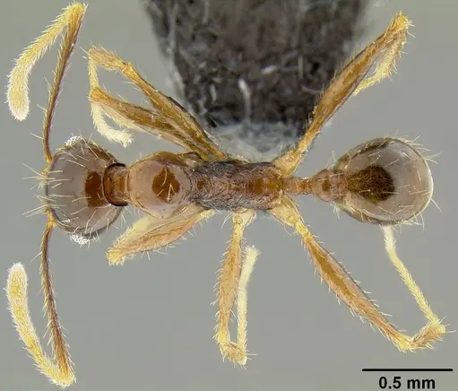 Pheidole oceanica specimen CASENT0171127 image casent0171127_1