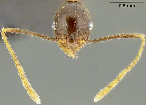 Pheidole oceanica specimen CASENT0171127 image casent0171127_2