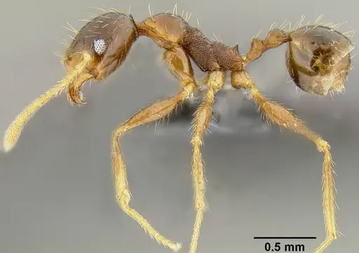 Pheidole oceanica specimen CASENT0171127 image casent0171127_4