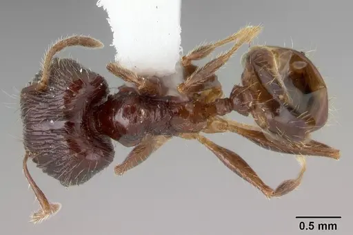 Pheidole oceanica specimen CASENT0178430 image casent0178430_1