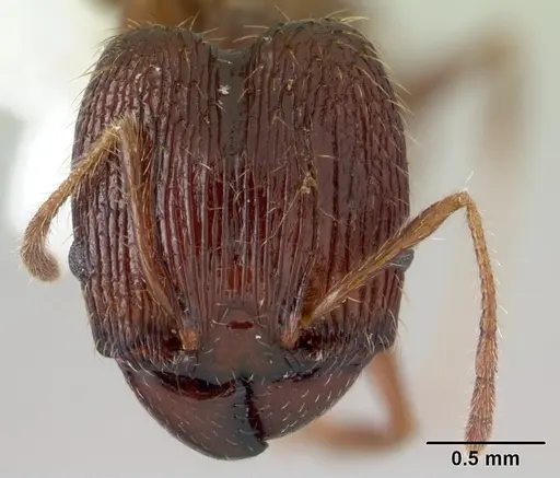 Pheidole oceanica specimen CASENT0178430 image casent0178430_2