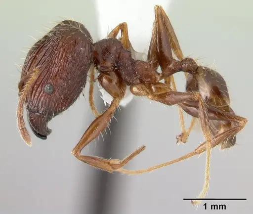 Pheidole oceanica specimen CASENT0178430 image casent0178430_3