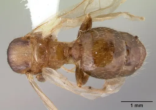 Pheidole oceanica specimen CASENT0178431 image casent0178431_1