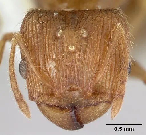 Pheidole oceanica specimen CASENT0178431 image casent0178431_2