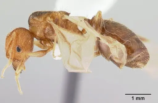 Pheidole oceanica specimen CASENT0178431 image casent0178431_3