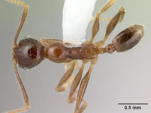 Pheidole oceanica specimen CASENT0178432 image casent0178432_1