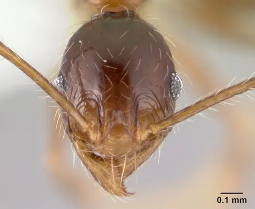 Pheidole oceanica specimen CASENT0178432 image casent0178432_2