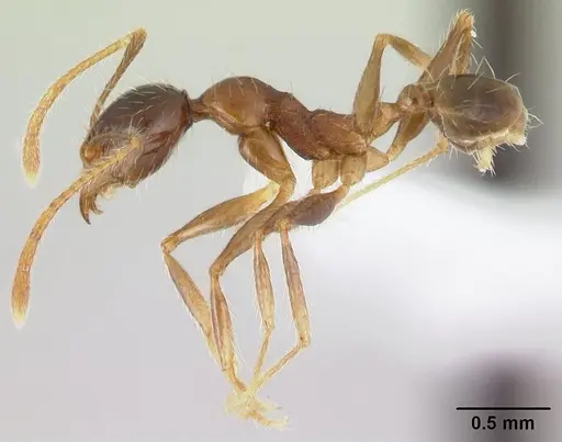 Pheidole oceanica specimen CASENT0178432 image casent0178432_3