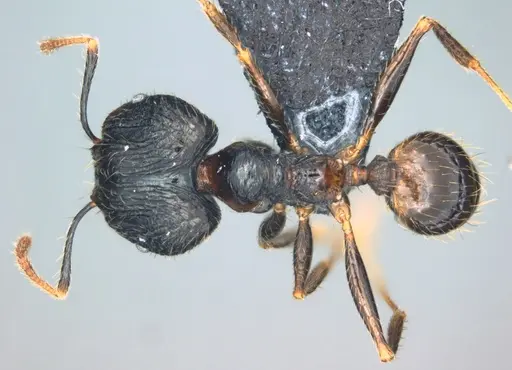 Pheidole oceanica specimen CASENT0184533 image casent0184533_1