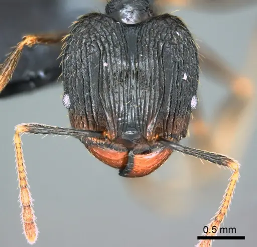 Pheidole oceanica specimen CASENT0184533 image casent0184533_2