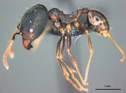 Pheidole oceanica specimen CASENT0184533 image casent0184533_3